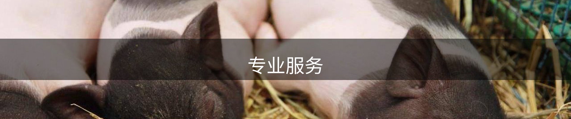 专业服务